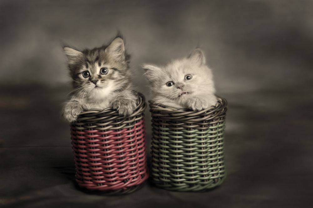 Couple Kitten od Mieke Suharini