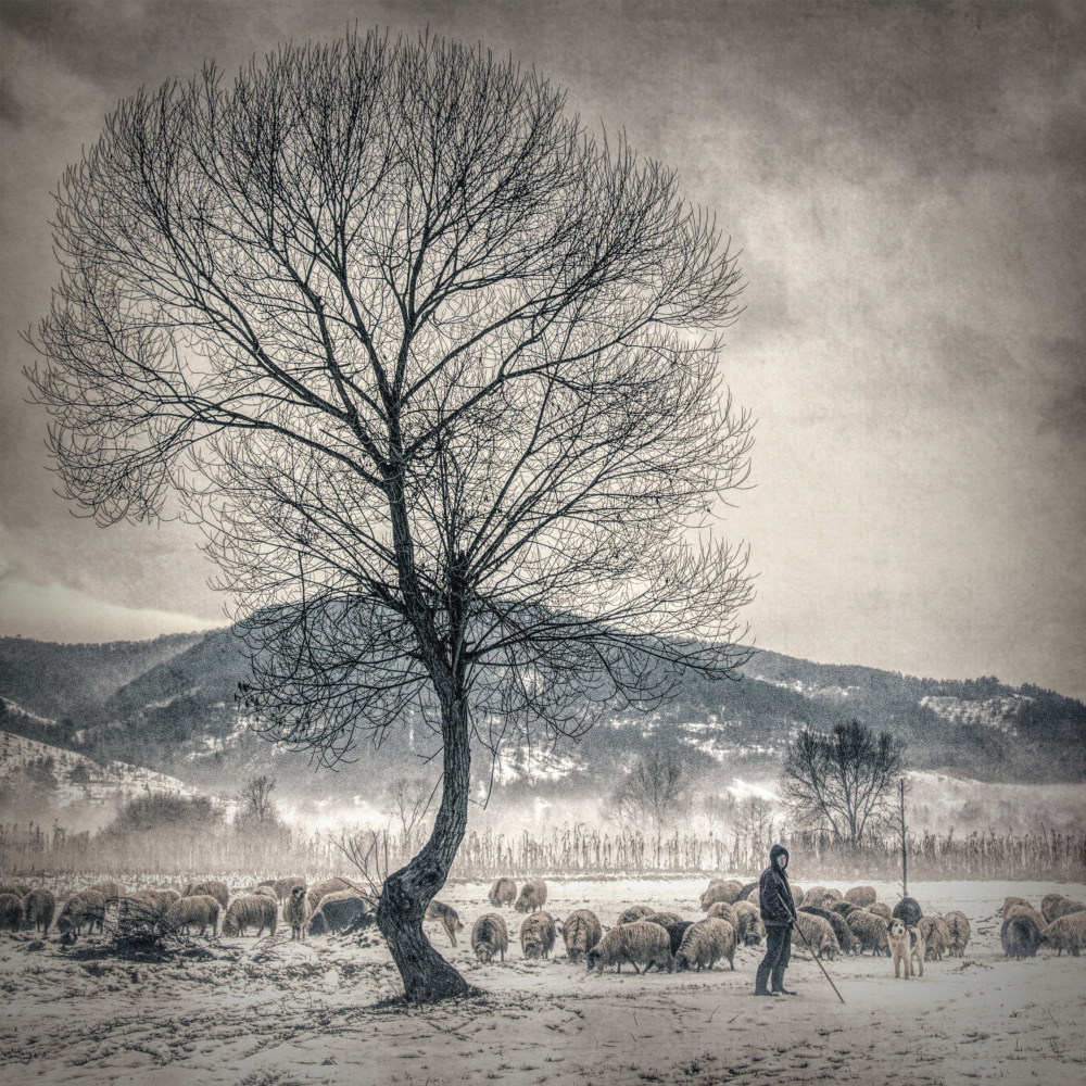 winter grazing od Mihai Ian nedelcu