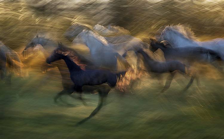fiery gallop od Milan Malovrh