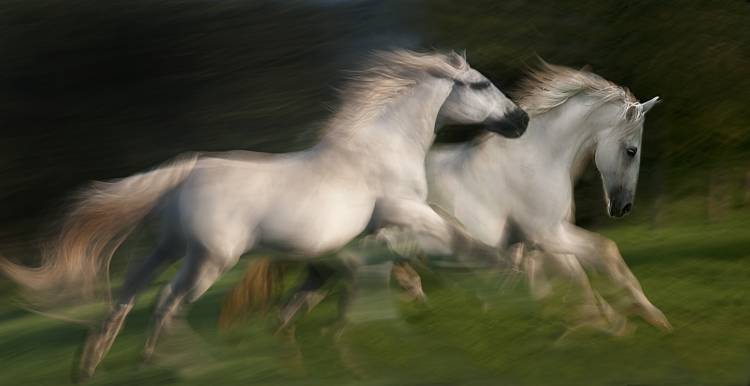 gallop for two od Milan Malovrh