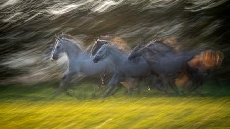 Gallop