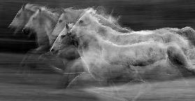Gallop in the repetition