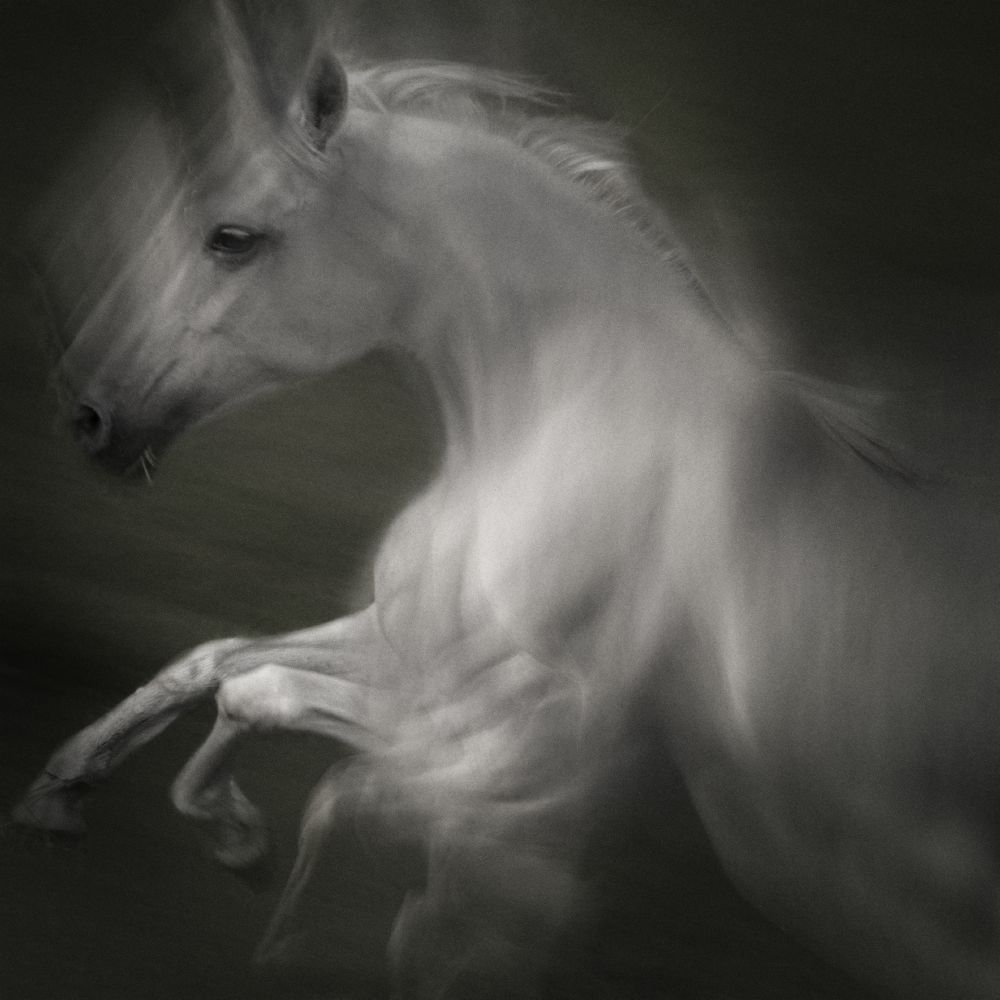 Horse of power od Milan Malovrh