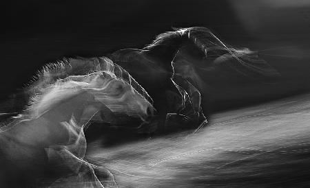 Horses in gallop