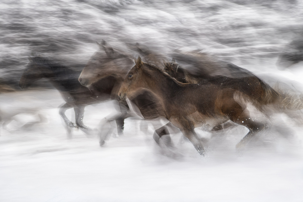 winter gallop od Milan Malovrh