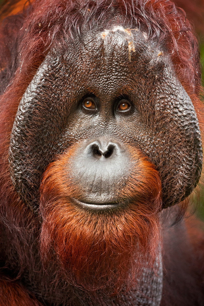 Bornean orangutan od Milan Zygmunt