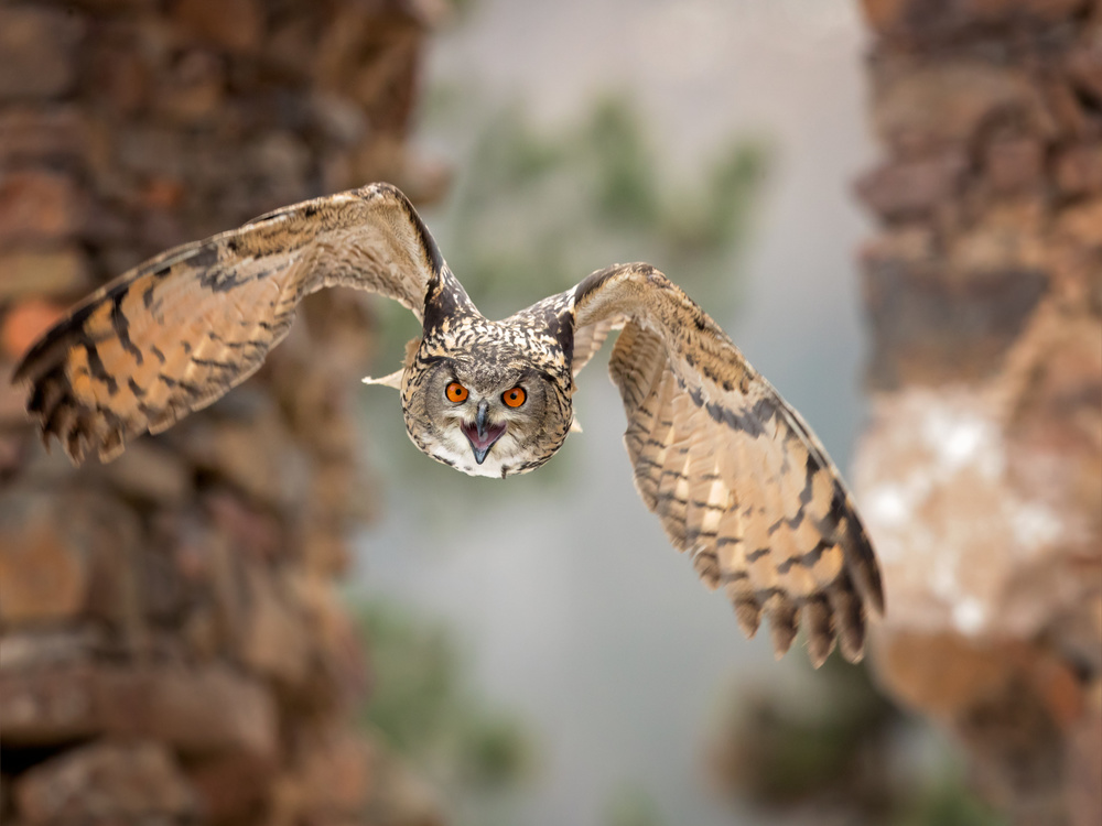 Eurasian eagle-owl od Milan Zygmunt