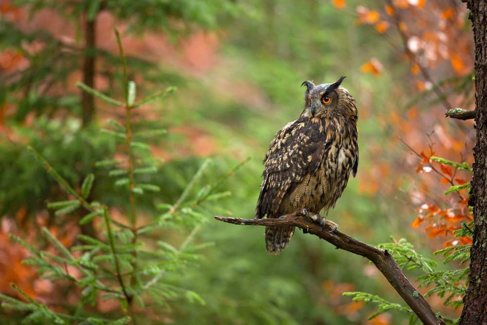 Euroasian Eagle Owl od Milan Zygmunt