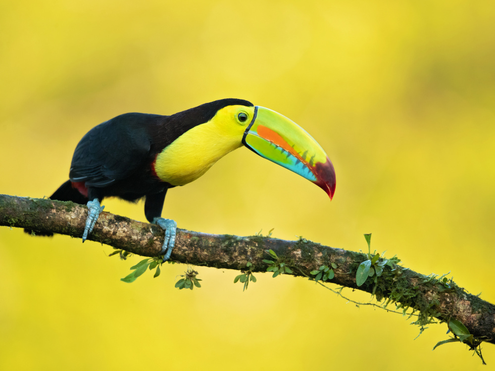 Keel-billed toucan od Milan Zygmunt