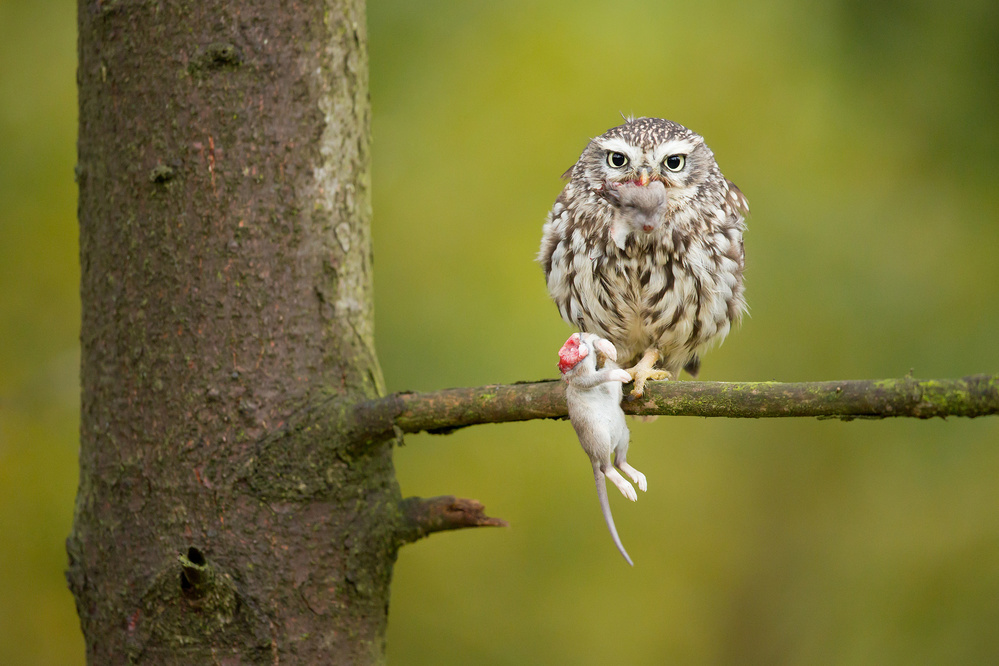 Little Owl od Milan Zygmunt