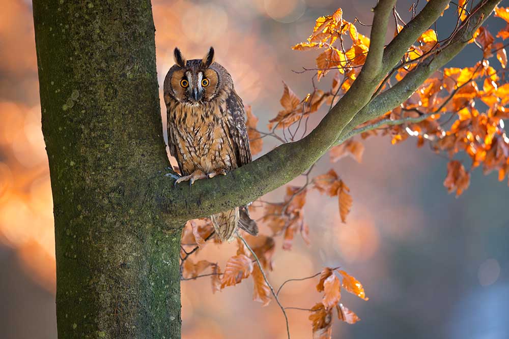 Long-Eared Owl od Milan Zygmunt