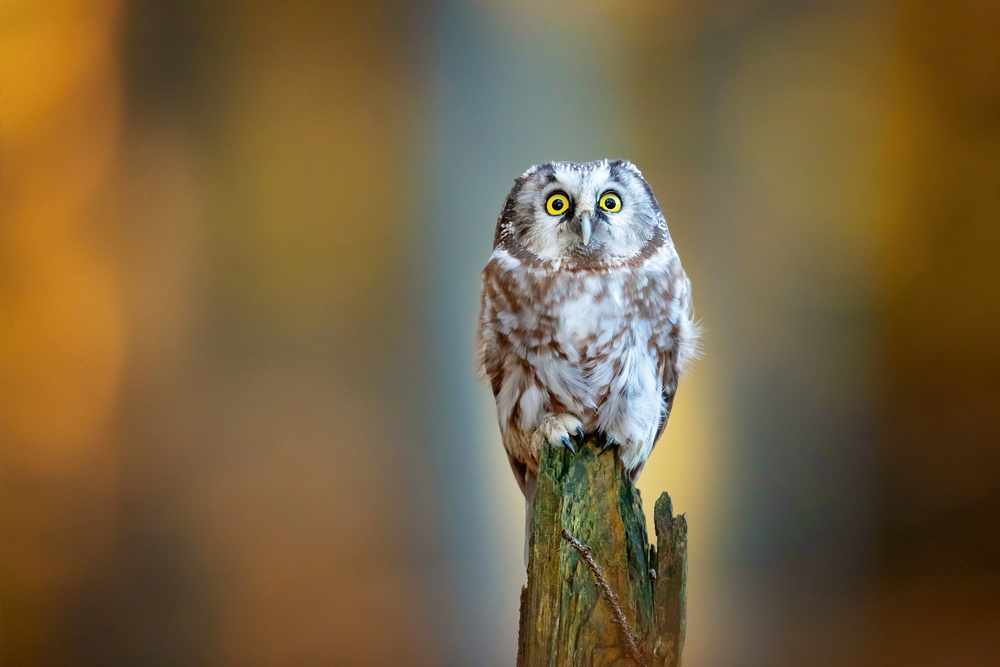 Boreal owl od Milan Zygmunt