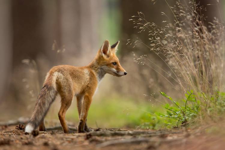 Red Fox od Milan Zygmunt