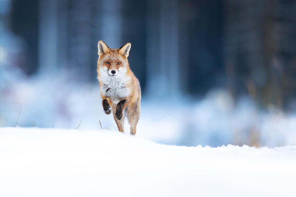 Red fox od Milan Zygmunt