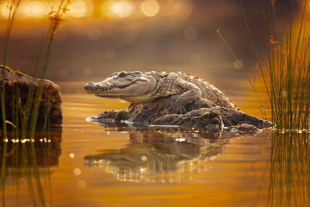 Mugger crocodile od Milan Zygmunt