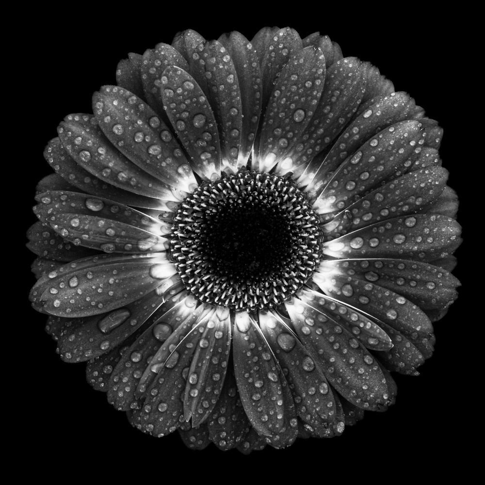 Floral Drops od Milton Mpounas