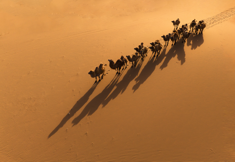 The Camel and the Shadow od MIN LI