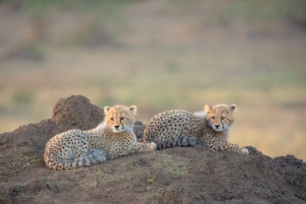 Cheetah cubs od MIN LI