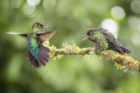 Declaration of hummingbird