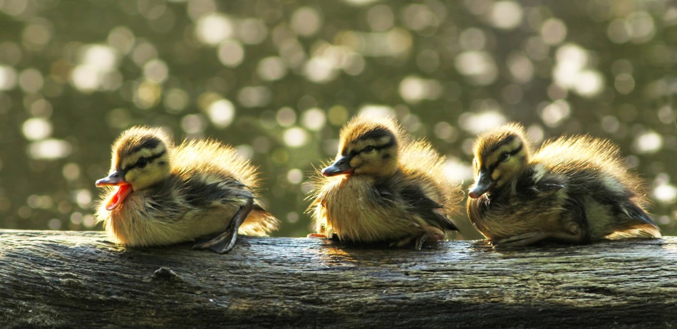 Ducklings od Mircea Costina
