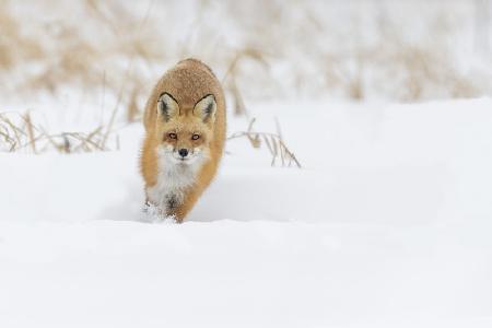 Fox hunting in winter
