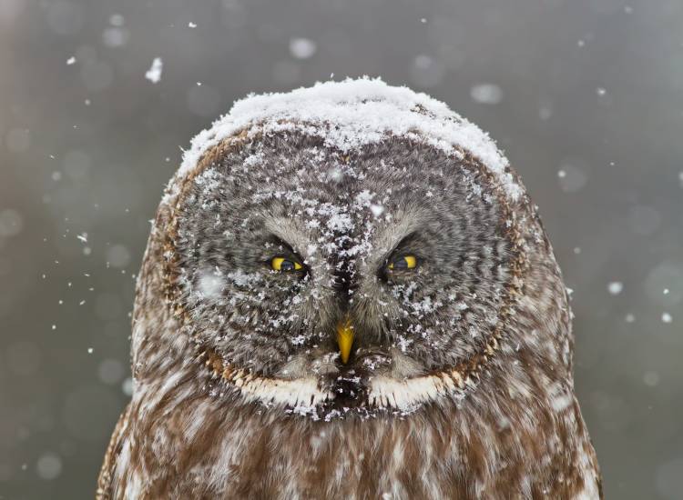 Great Grey Owl Winter Portrait od Mircea Costina