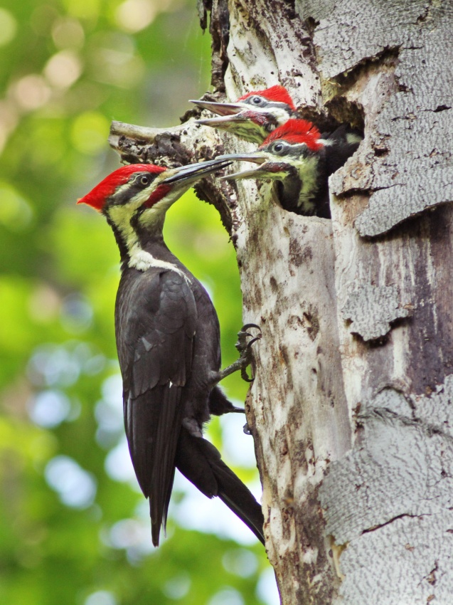 Pileated Woodpecker od Mircea Costina