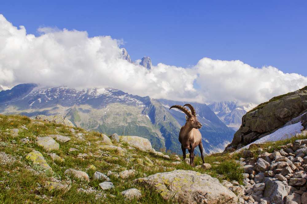 The king of Mont Blanc od Mircea Costina