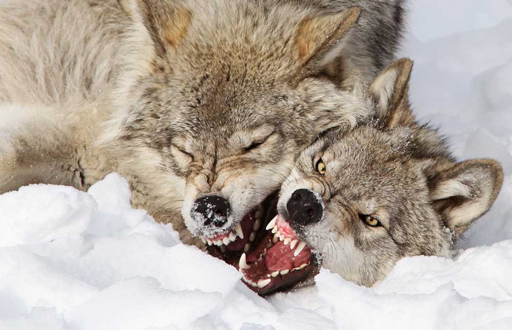 Wolves Rules od Mircea Costina