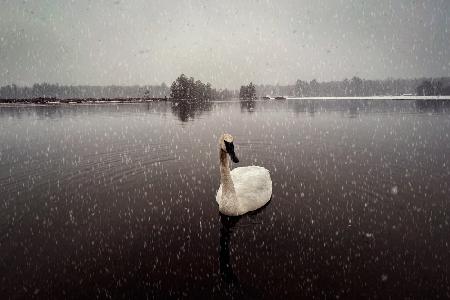 My swan III