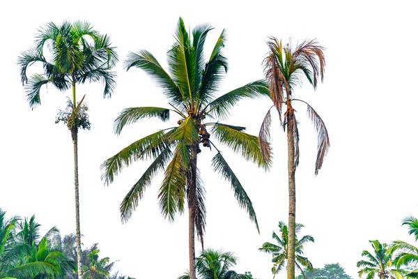 Bali Palmen, Fotokunst, Natur, Bäume, Floral, Natur od Miro May