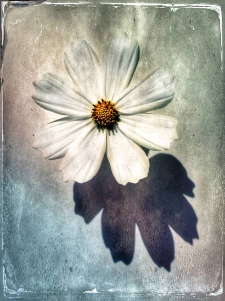Blume in weiss od Miro May
