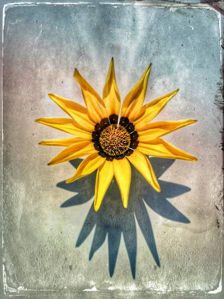 Gelbe Blume  od Miro May
