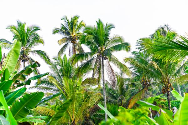 Palmen auf Bali, Regenwald, Floral, Natur, Grün, Bäume, Fotokunst od Miro May