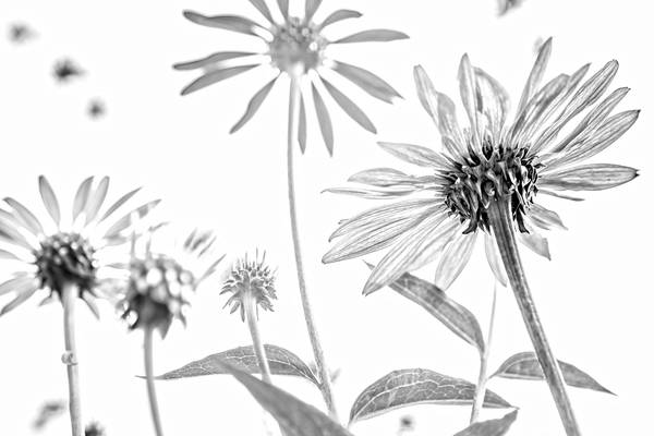 Sonnenblume, Blumen, schwarzweiss, weiss auf weiss, schatten, Fotokunst, minimalistisch, floral od Miro May