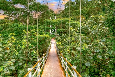 Brücke im Regenwald, Pflanzenwelt, Brücke im grünen, tropische Pflanzen, Sumatra
