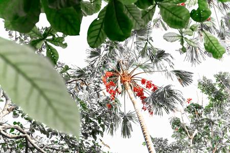 Palme hinter Blättern, Regenwald, Bali, Floral, Fotokunst