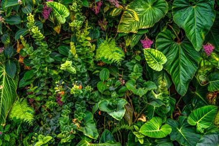Tropische Pflanzen und Blätter im Dschungel, botanische Kunst aus dem Regenwald