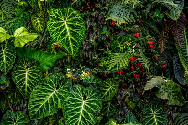 Tropische Pflanzen im Regenwald, Pflanzen und Blumen im Dschungel, Botanische Motive od Miro May