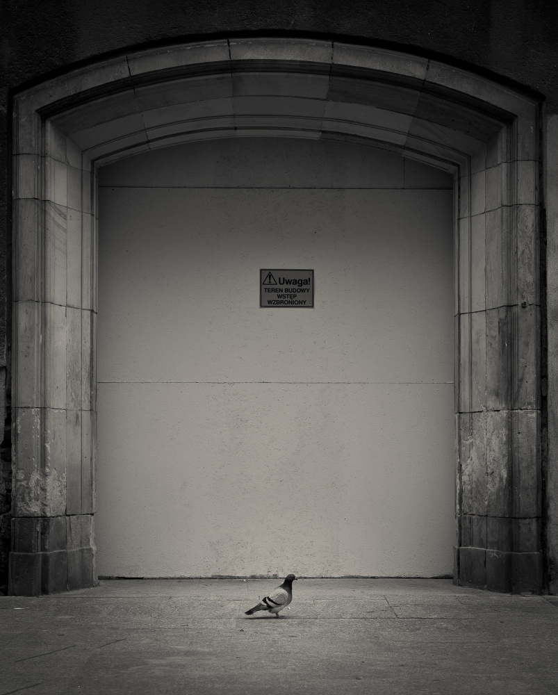 Pigeon od Miroslaw Prybinski