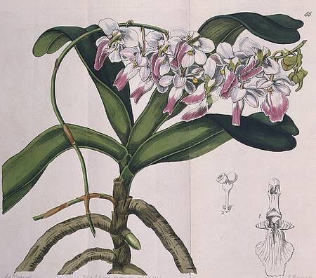 Aerides Crispum (orchid) published by I. Ridgway od Miss Drake
