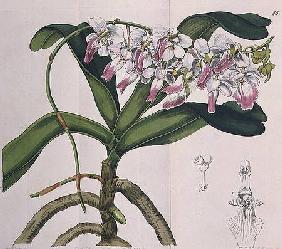 Aerides Crispum (orchid) published by I. Ridgway