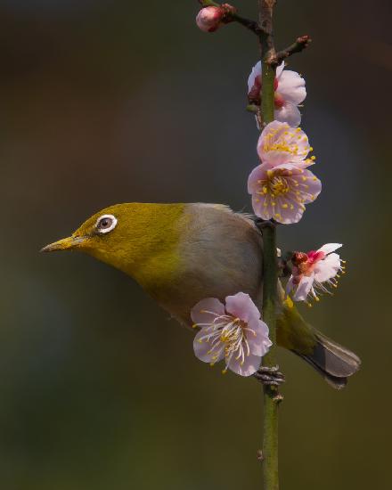 Plum blossoms and white-eye