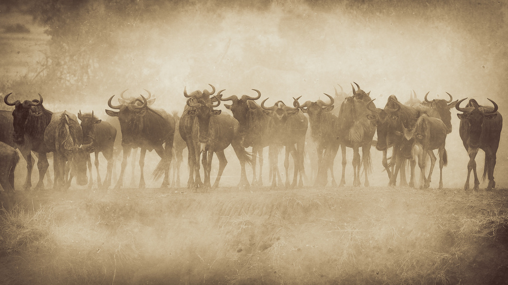 Serengeti Shall Not Die od Mohammed Alnaser