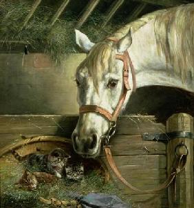 Horse and kittens