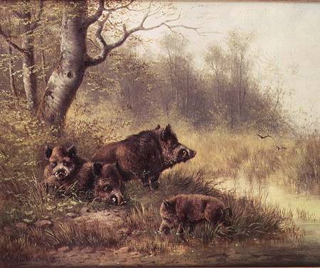 Wild Boar in the Black Forest od Moritz Muller