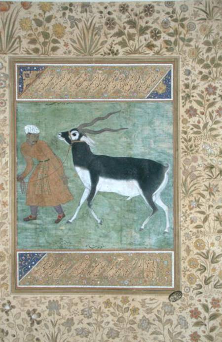 An Indian black buck being led by its keeper od Mughal School