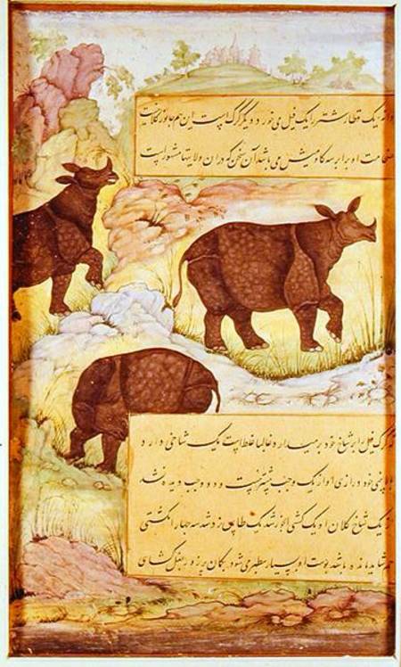 Rhinoceros od Mughal School