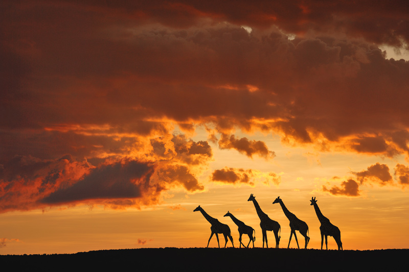 Five Giraffes od Muriel Vekemans