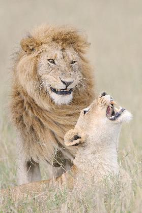 Lion lover